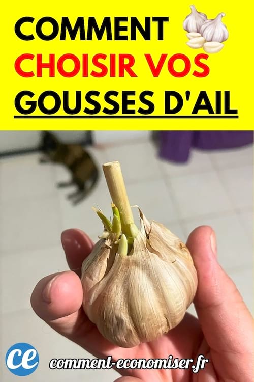 Une tête d’ail avec des gousses germées, tenue entre les doigts au premier plan dans une cuisine carrelée.