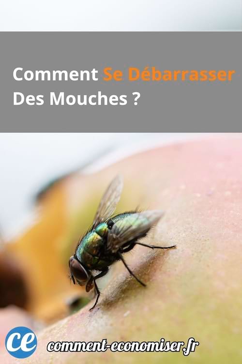 Une mouche posée sur un fruit en gros plan.
