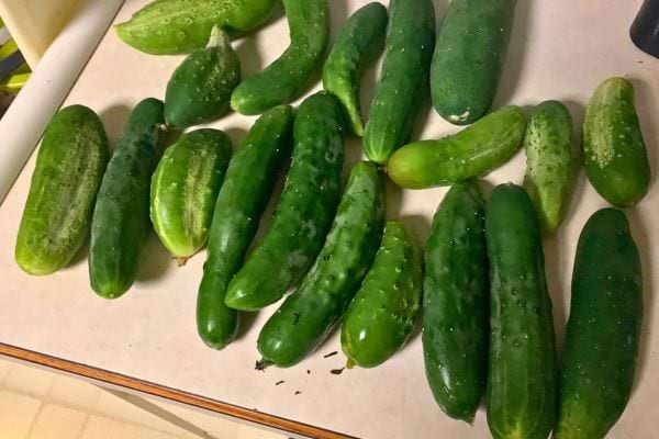 Concombres frais posés sur un plan de travail.