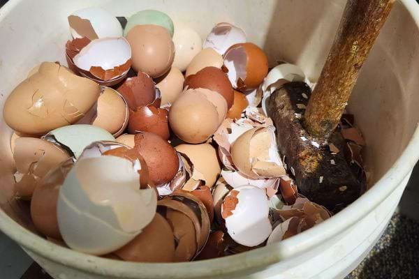 Coquilles d'œufs cassées dans un seau