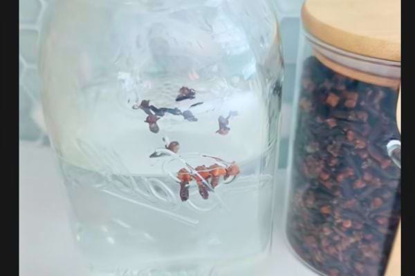 Eau de clou de girofle dans un grand bocal transparent.