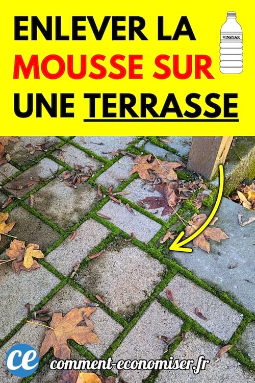 Une terrasse pavée envahie par de la mousse verte entre les joints, entourée de feuilles mortes.