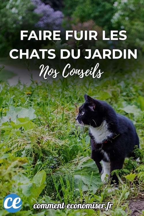 Un chat noir et blanc assis dans un jardin verdoyant.