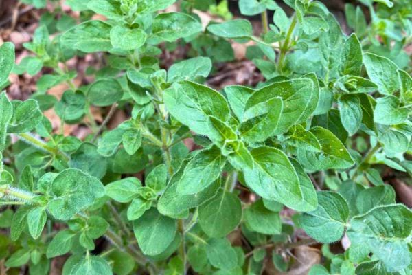 Feuilles d’origan poussant en extérieur.