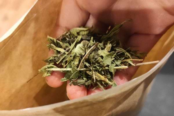 Feuilles de verveine séchées tenues au creux d’une main.