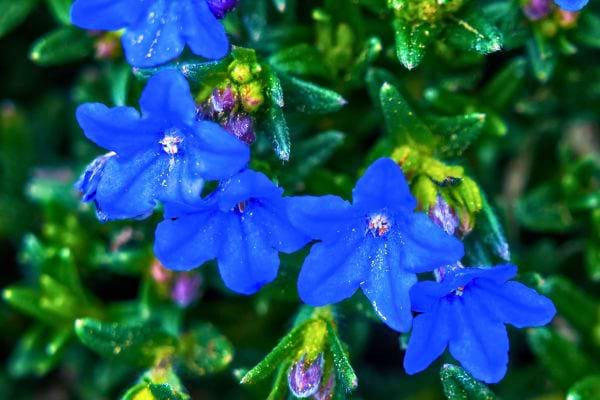 Zoom sur des fleurs bleues éclatantes parmi des boutons floraux.