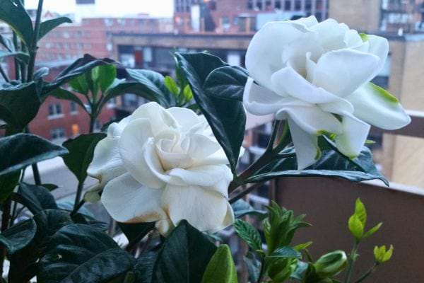 Gardenias blancs en pleine floraison sur un balcon en ville.