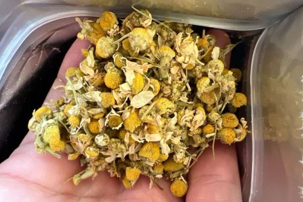 Fleurs séchées de camomille tenues dans une main.