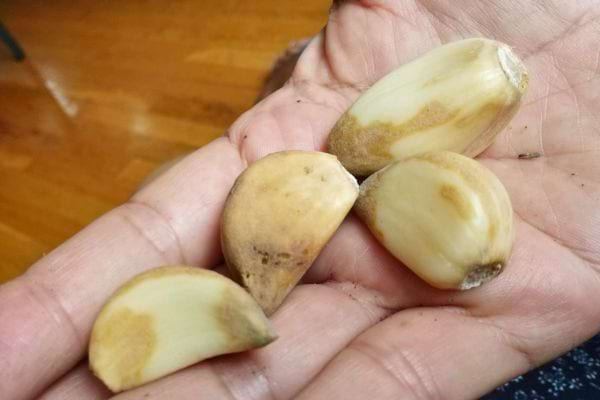 Gousses d’ail légèrement abîmées dans la paume d’une main.