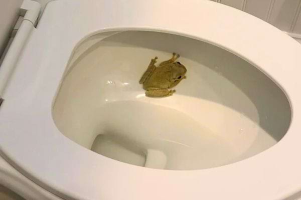 Grenouille accrochée sur le rebord intérieur des WC.