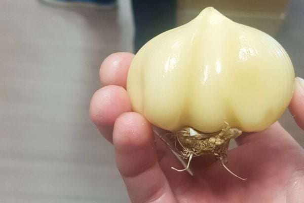 Tête d’ail entière épluchée, brillante, tenue à la main.