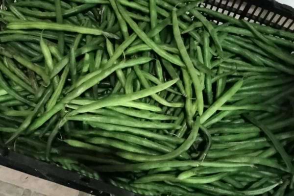 Haricots verts frais dans une cagette.