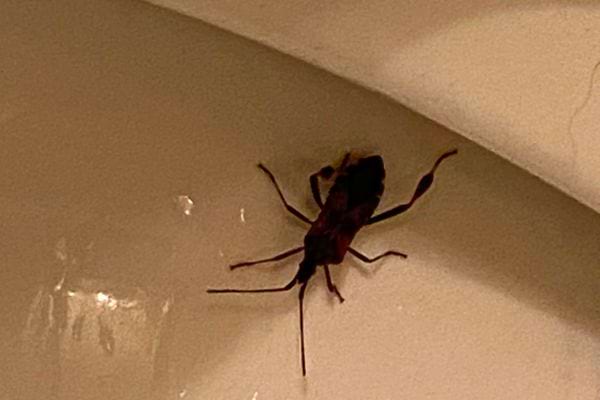 Insecte sombre rampant dans la cuvette.