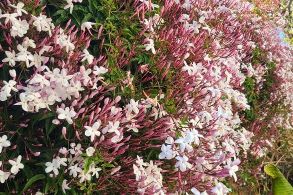Jasmin en fleurs, aux pétales blancs et boutons roses, dégageant un parfum envoûtant.