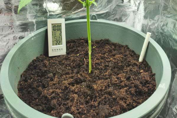 Jeune plante en terre noire