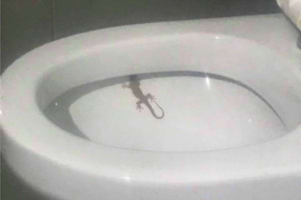 Lézard minuscule posé dans l’eau des WC.