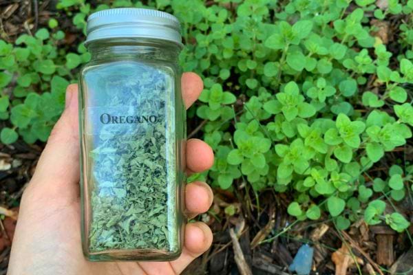 Pot d’origan séché tenu devant la plante.