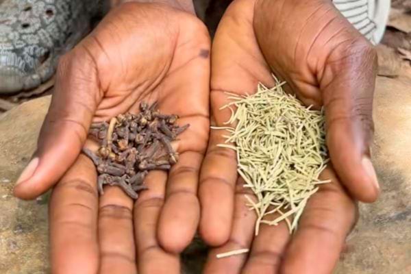 Deux mains tenant du romarin sec et des clous de girofle.