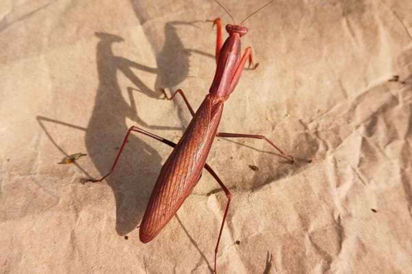 Mante brune immobile sur un papier froissé.