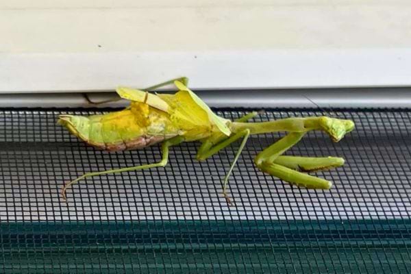 Mante jaune accrochée à une moustiquaire.