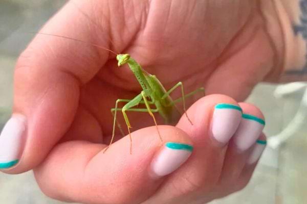 Mante verte tenue délicatement entre des doigts.