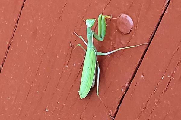 Mante verte posée sur du bois rouge.