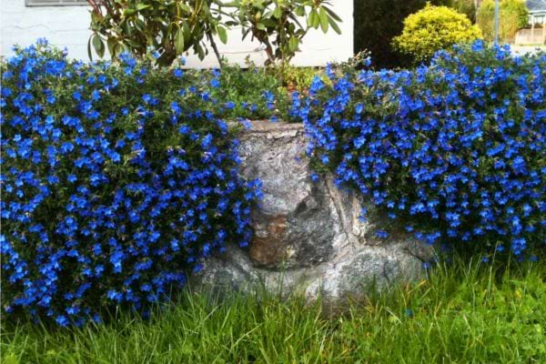 Deux massifs de fleurs bleues entourent un rocher décoratif.