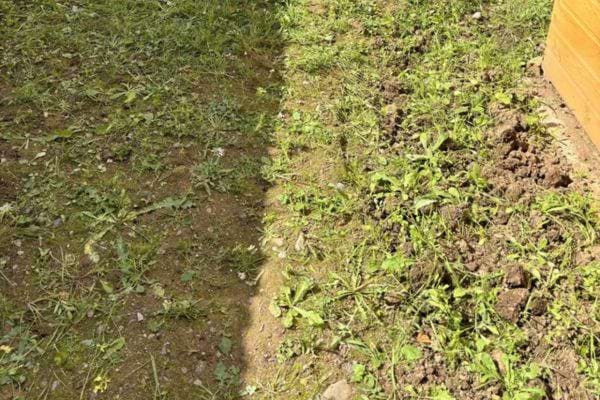 Terrain envahi de mauvaises herbes