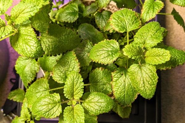 Mélisse au feuillage citronné, cultivée en intérieur sous lumière artificielle.