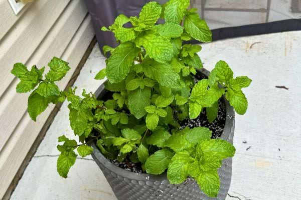Menthe verte en pot, feuillage dense et frais, idéal pour parfumer l’intérieur.