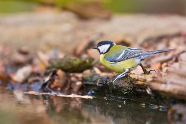 Mésange charbonnière s’abreuvant près d’un ruisseau.
