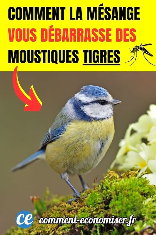 Un oiseau mésange bleue qui mangent des moustiques