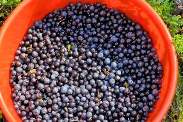 Myrtilles fraîchement cueillies dans un seau rouge.