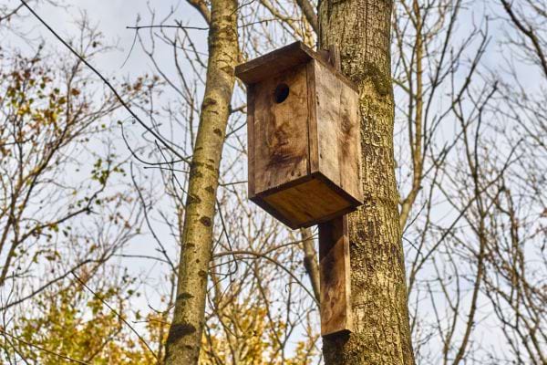 Nichoir en bois fixé à un arbre.