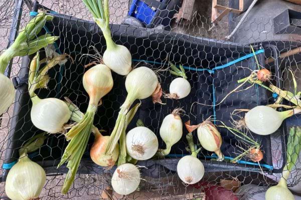 Oignons blancs avec tiges, posés dans un bac.