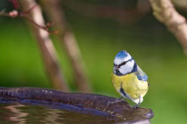 Mésange bleue posée au bord d’un bassin.