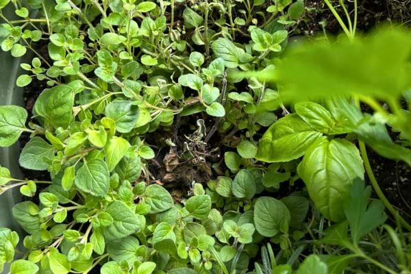 Origan et basilic dans un bac de culture.
