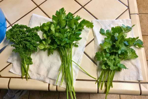 Trois bouquets d’herbes fraîches : persil frisé, plat et coriandre.
