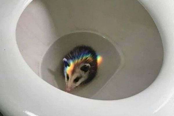 Opossum éclairé par un reflet arc-en-ciel.