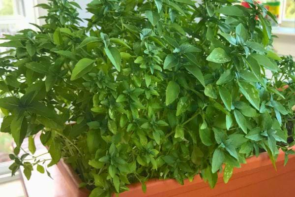 Origan en pot bien fourni à l’intérieur.