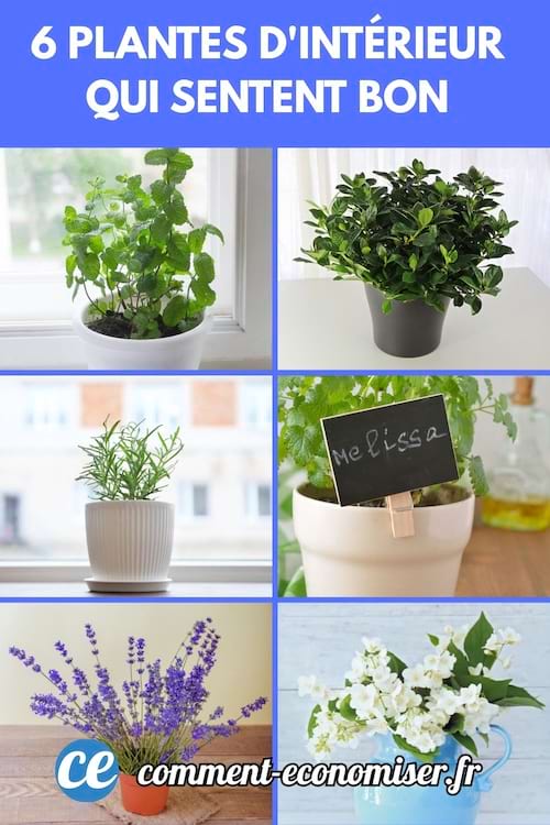 6 plantes d'intérieur qui sentent bon à la maison