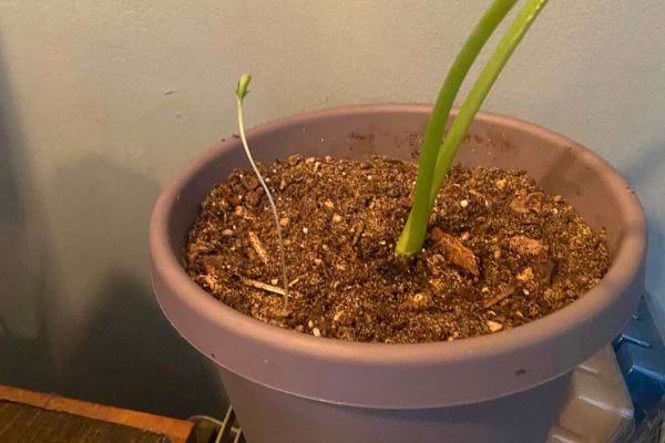 Petite pousse en pot intérieur