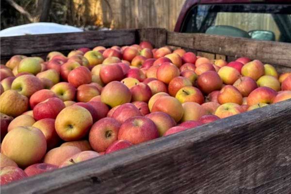 Pommes récoltées stockées dans une caisse en bois.