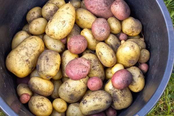 Pommes de terre sales dans un seau noir.