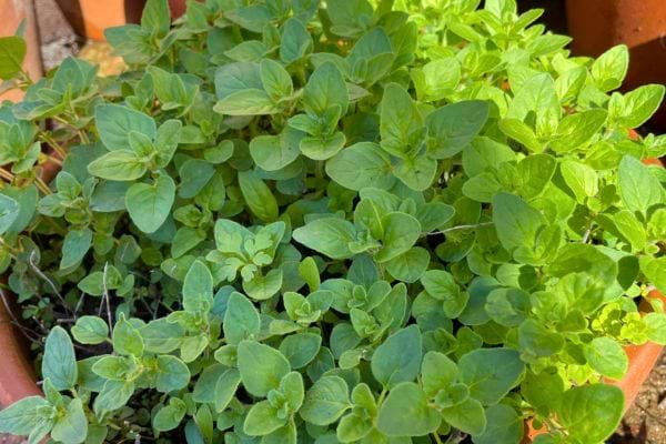Origan frais cultivé dans un pot en terre cuite.