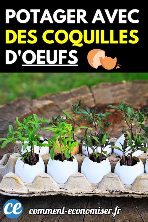 Des jeunes plants de légumes poussant dans des coquilles d’œufs placées dans une boîte en carton alvéolé.