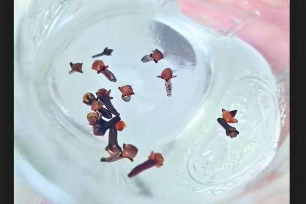 Quelques clous de girofle dans un fond d’eau.