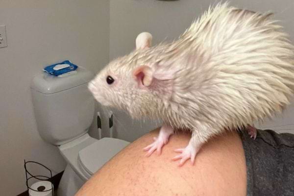 Rat mouillé sur une épaule, dans une salle de bain.