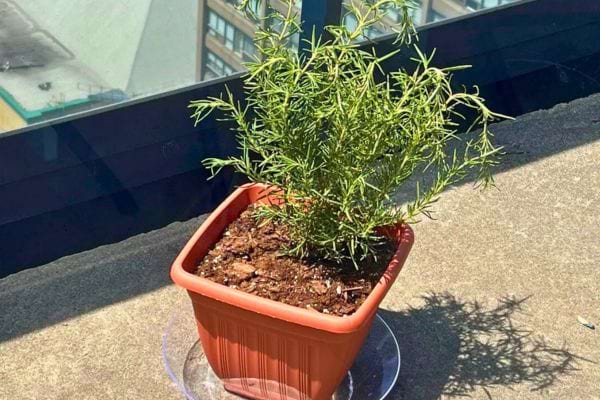 Romarin en pot, fines feuilles vertes, en plein soleil sur une terrasse.