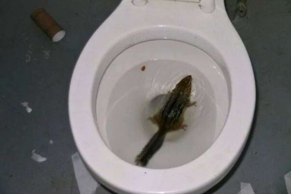 Rongeur coincé au fond des toilettes.